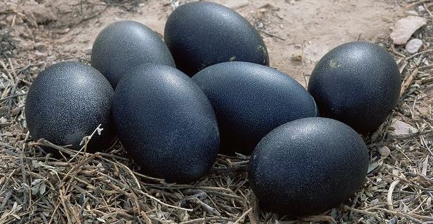 تخم مرغ سیاه