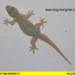 روش های دفع مارمولک از خانه