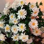 گیاه بابونه بهاری