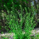 گیاه کیسه کشیش