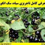 معرفی کامل تاجریزی سیاه، سَگ انگور + فواید و عوارض