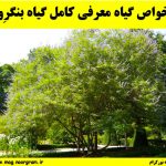 معرفی کامل گیاه بنگرِو