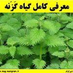 معرفی کامل گیاه گَزَنه