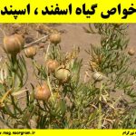 گیاه اسفند