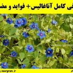 معرفی کامل آناغالیس+ فواید و مضرات