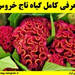 گیاه تاج خروس