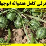 معرفی کامل هندوانه ابوجهل