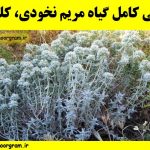 معرفی کامل گیاه مریم نخودی کلپوره