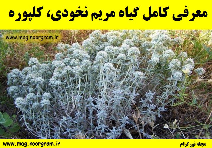 معرفی کامل گیاه مریم نخودی کلپوره