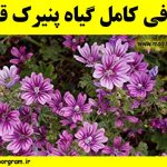 پنیرک قرمز