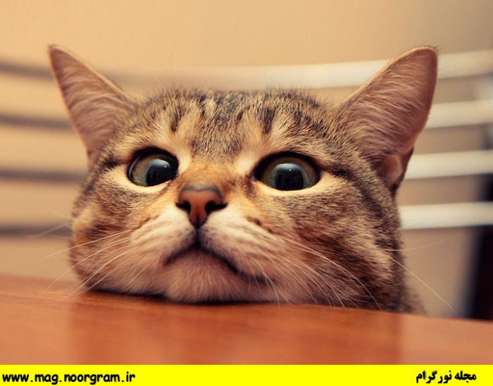 مجموعه عکس گربه های زیبا و با کیفیت - مجله نورگرام