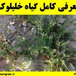 خلیلوک