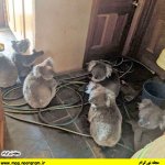 فرار کوآلا ها از آتیش سوزی استرالیا