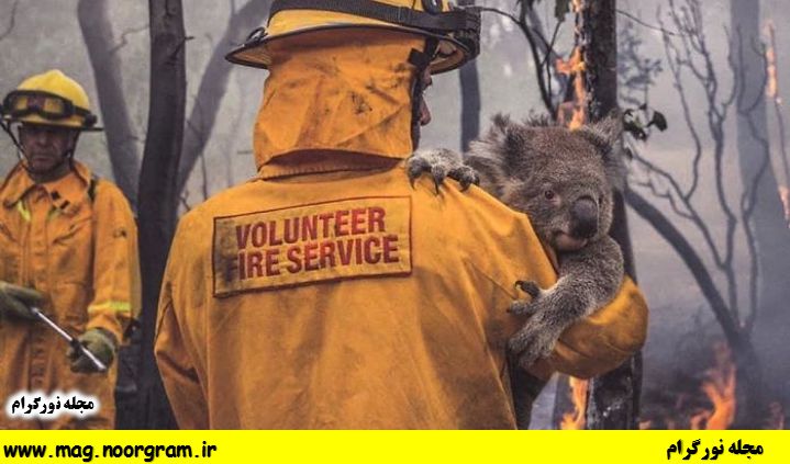 نجات حیوانات توسط آتش نشان های استرالیا