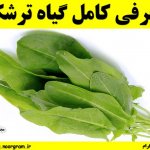معرفی کامل گیاه ترشک