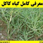 معرفی کامل گیاه کاکل