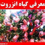 انزروت