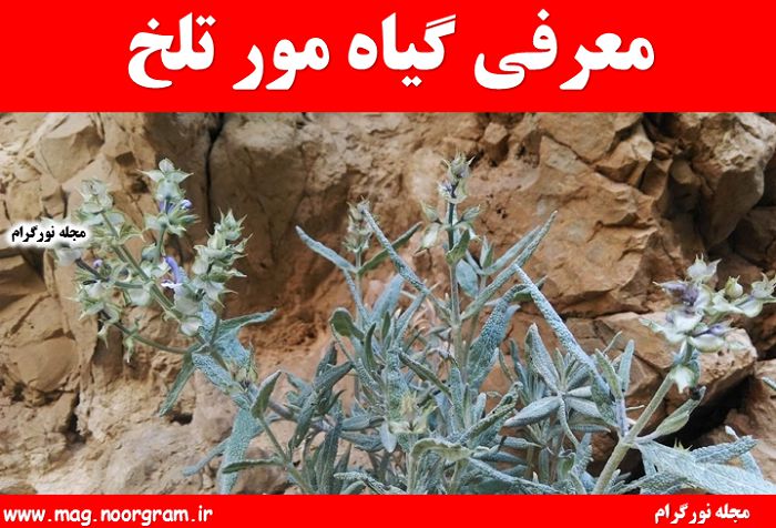 عوارض گیاه مور تلخ