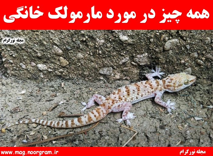 مارمولک ایرانی