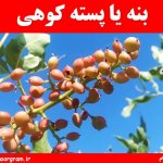 مضرات بنه یا پسته کوهی