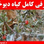 معرفی کامل گیاه دیوخار