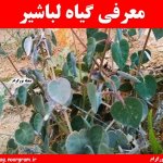 معرفی گیاه لباشیر