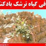 گیاه ترشک بادکنکی