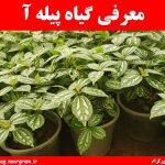 معرفی گیاه پیله آ
