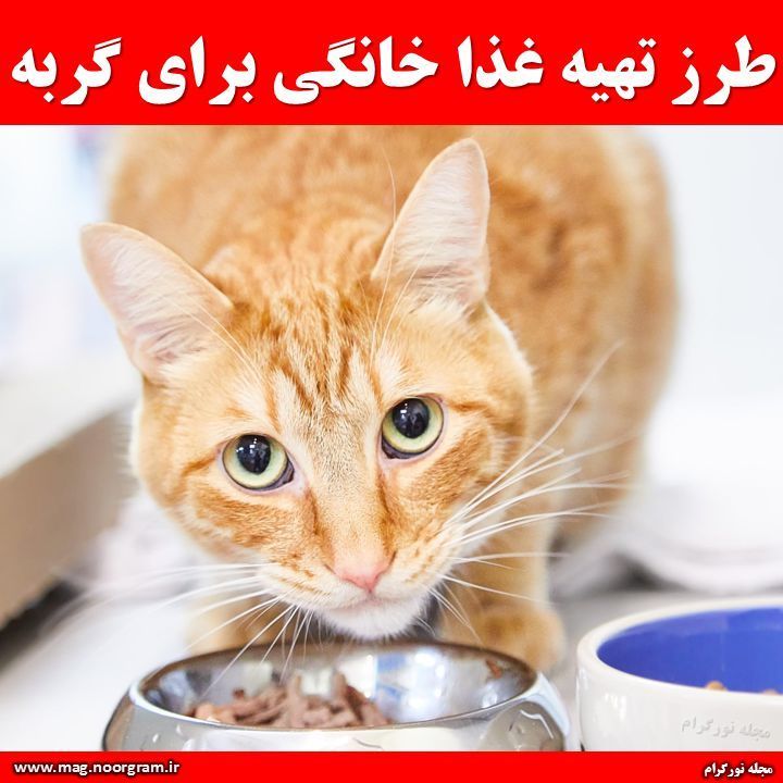 طرز تهیه غذا خانگی برای گربه