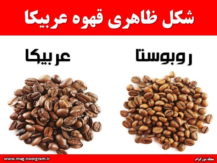 شکل ظاهری قهوه عربیکا