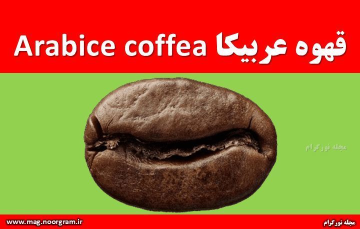 قهوه عربیکا Arabice coffea