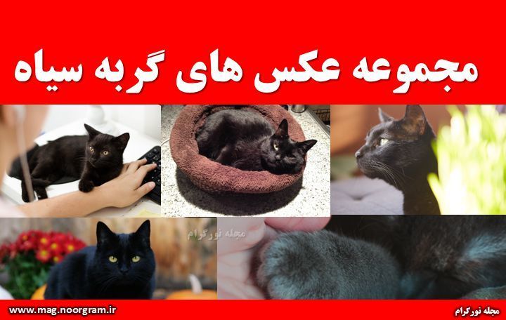 مجموعه عکس های گربه سیاه
