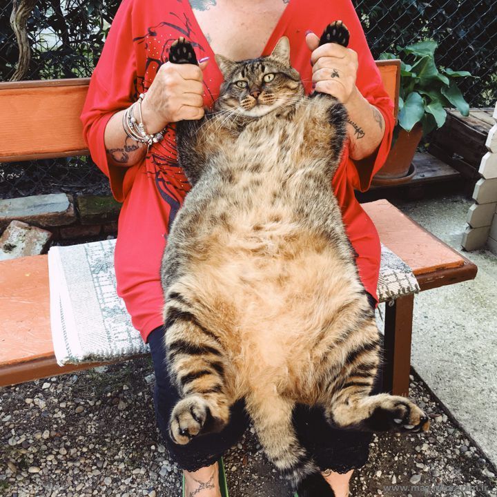 گربه خیلی چاق
