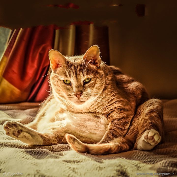 گربه چاق و بامزه