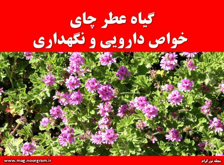 گیاه عطر چای خواص دارویی و نگهداری