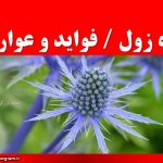 گیاه زول فواید و عوارض