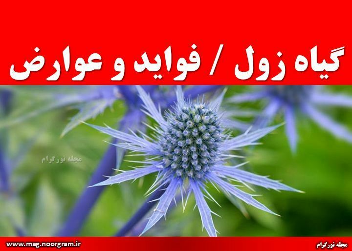 گیاه زول فواید و عوارض