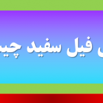 تئوری فیل سفید چیست