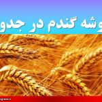 خوشه گندم در جدول