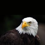 پروفایل عکس عقاب