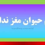 کدام حیوان مغز ندارد