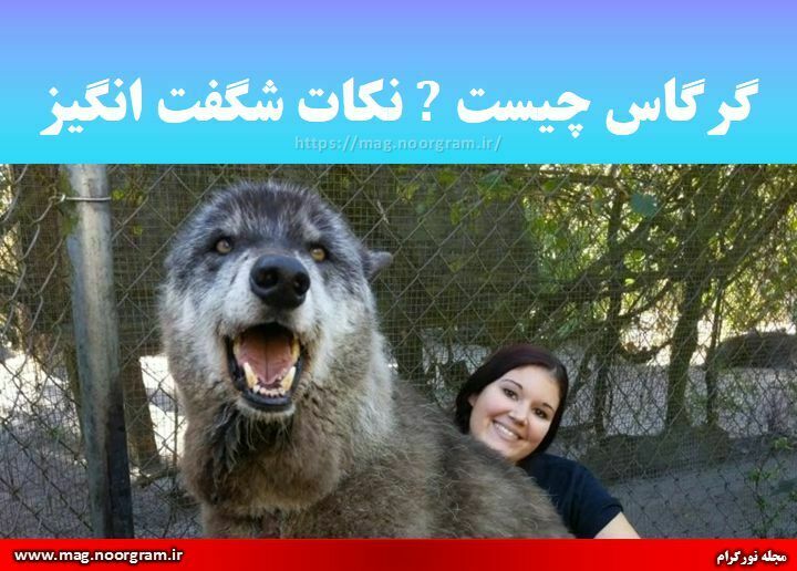 گرگاس چیست نکات شگفت انگیز