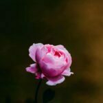 پس زمینه گل