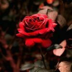 تصویر زمینه با گل سرخ
