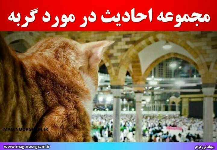 مجموعه احادیث در مورد گربه