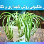 گل عنکبوتی روش نگهداری و تکثیر