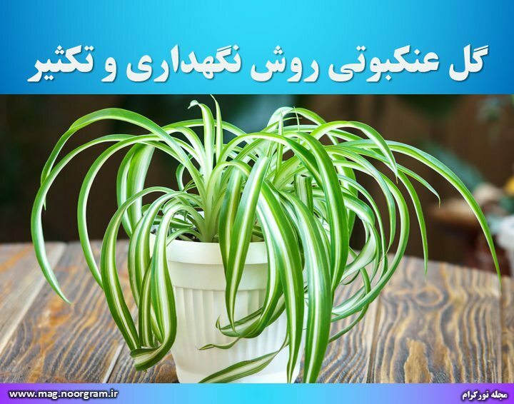 گل عنکبوتی روش نگهداری و تکثیر