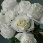 پس زمینه گل رز سفید