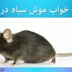 تعبیر خواب موش سیاه در خانه